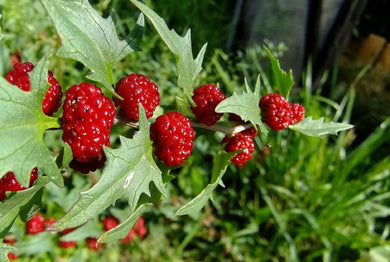 150 Strawberry Spinach Stick Seeds - Seed World