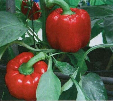 150  Yolo Wonder Sweet Red Bell Pepper Seeds - Seed World