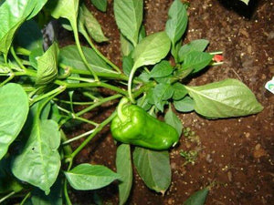 150  Yolo Wonder Sweet Red Bell Pepper Seeds - Seed World