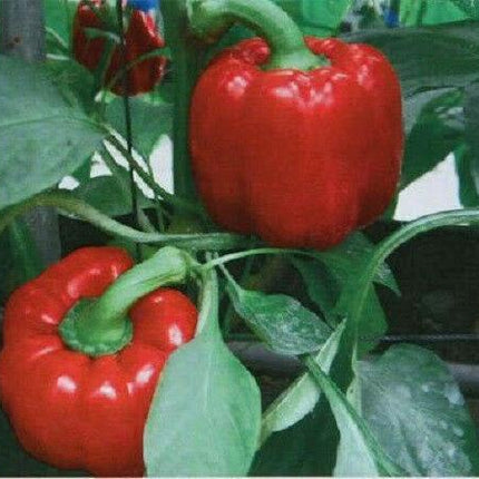 150 Yolo Wonder Sweet Red Bell Pepper Seeds - Seed World