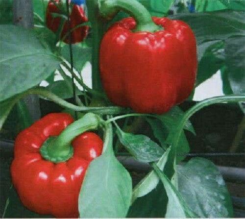 150 Yolo Wonder Sweet Red Bell Pepper Seeds - Seed World