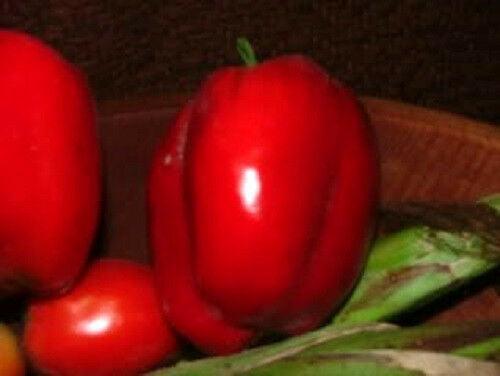 150 Yolo Wonder Sweet Red Bell Pepper Seeds - Seed World