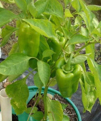 150 Yolo Wonder Sweet Red Bell Pepper Seeds - Seed World