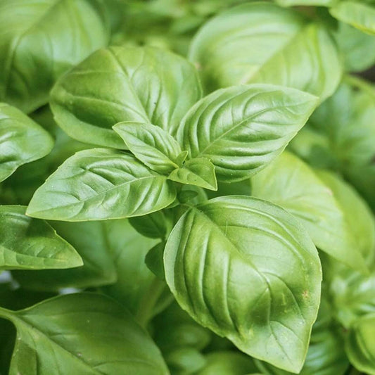 2000 Basil Seeds - Large Leaf Spring Herb Heirloom - Seed World