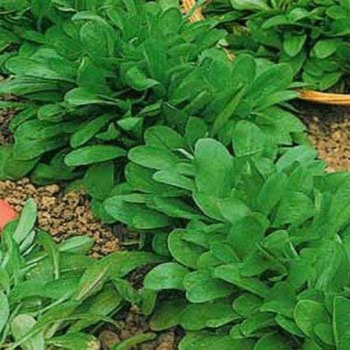 1500 Corn Salad - Valerianella Locusta Seeds - Seed World