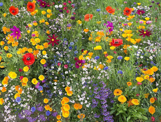 1500 Hummingbird and Butterfly Wildflower Mix, 17 Stunning Species Seeds - Seed World