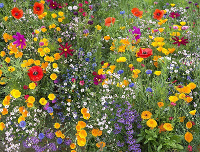 1500 Hummingbird and Butterfly Wildflower Mix, 17 Stunning Species Seeds - Seed World