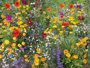 1500 Hummingbird and Butterfly Wildflower Mix, 17 Stunning Species Seeds - Seed World