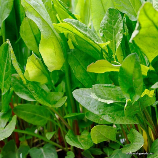 1500 Large Leaf Sorrel Herb Seeds - Seed World