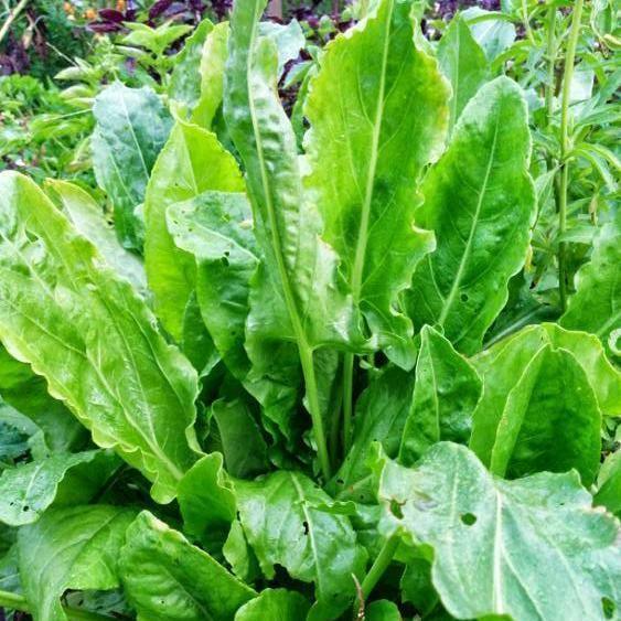 1500 Large Leaf Sorrel Herb Seeds - Seed World