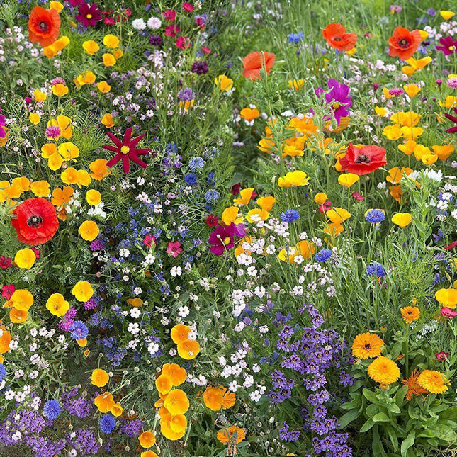 1500 Wildflower Mix Seeds - 17 Stunning Species - Seed World