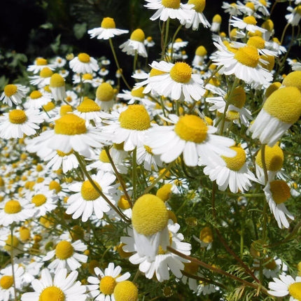 15000 German Chamomile Seeds - Seed World
