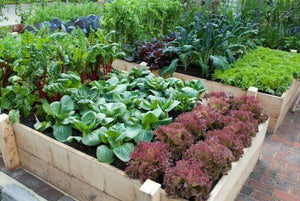 15000 Survival Garden 32 Variety Non GMO Heirloom Vegetable Seeds - Seed World