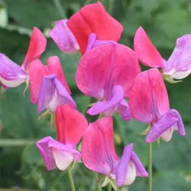 15 Everlasting Sweet Peas - Pearl Pink Seeds