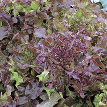 160 Red Salad Bowl Lettuce Seeds - Seed World