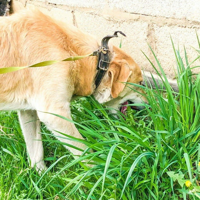 1600 Cat Dog Grass Seeds - Seed World
