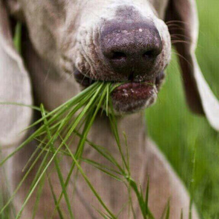 1600 Cat Dog Grass Seeds - Seed World