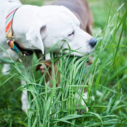 1600 Cat Dog Grass Seeds - Seed World