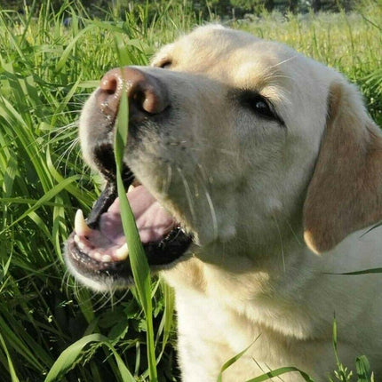 1600 Cat Dog Grass Seeds - Seed World