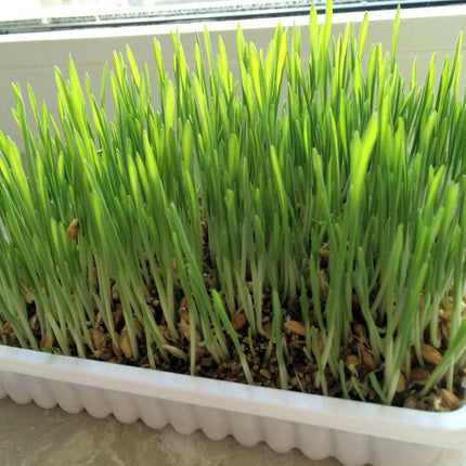1600 Cat Dog Grass Seeds - Seed World