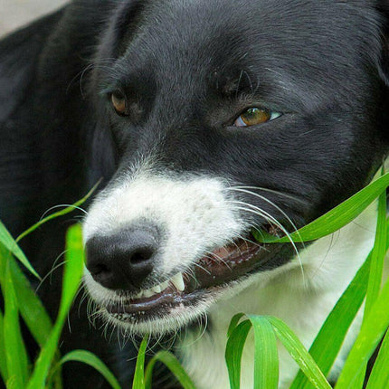 1600 Cat Dog Grass Seeds - Seed World