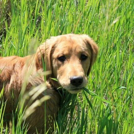 1600 Cat Dog Grass Seeds - Seed World