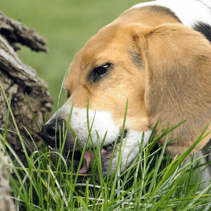 1600 Cat Dog Grass Seeds - Seed World