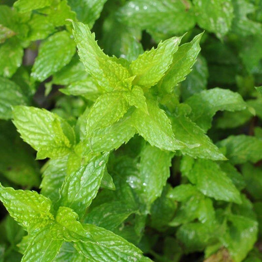 1600 Spearmint Herb Seeds - Mentha Spicata NON-GMO - Seed World
