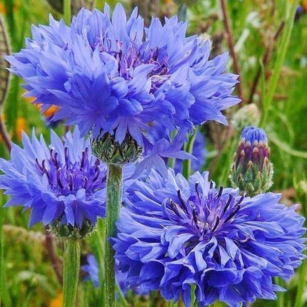 1700 Tall Blue Cornflower - Bachelor Button Seeds - Seed World