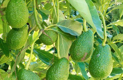 2 Avocado Seed - Seed World
