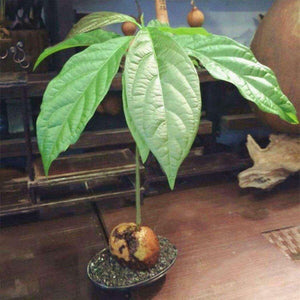 2 Avocado Seed - Seed World