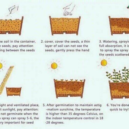 2 Avocado Seed - Seed World