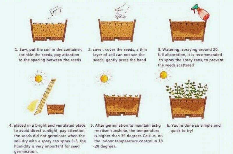 2 Avocado Seed - Seed World