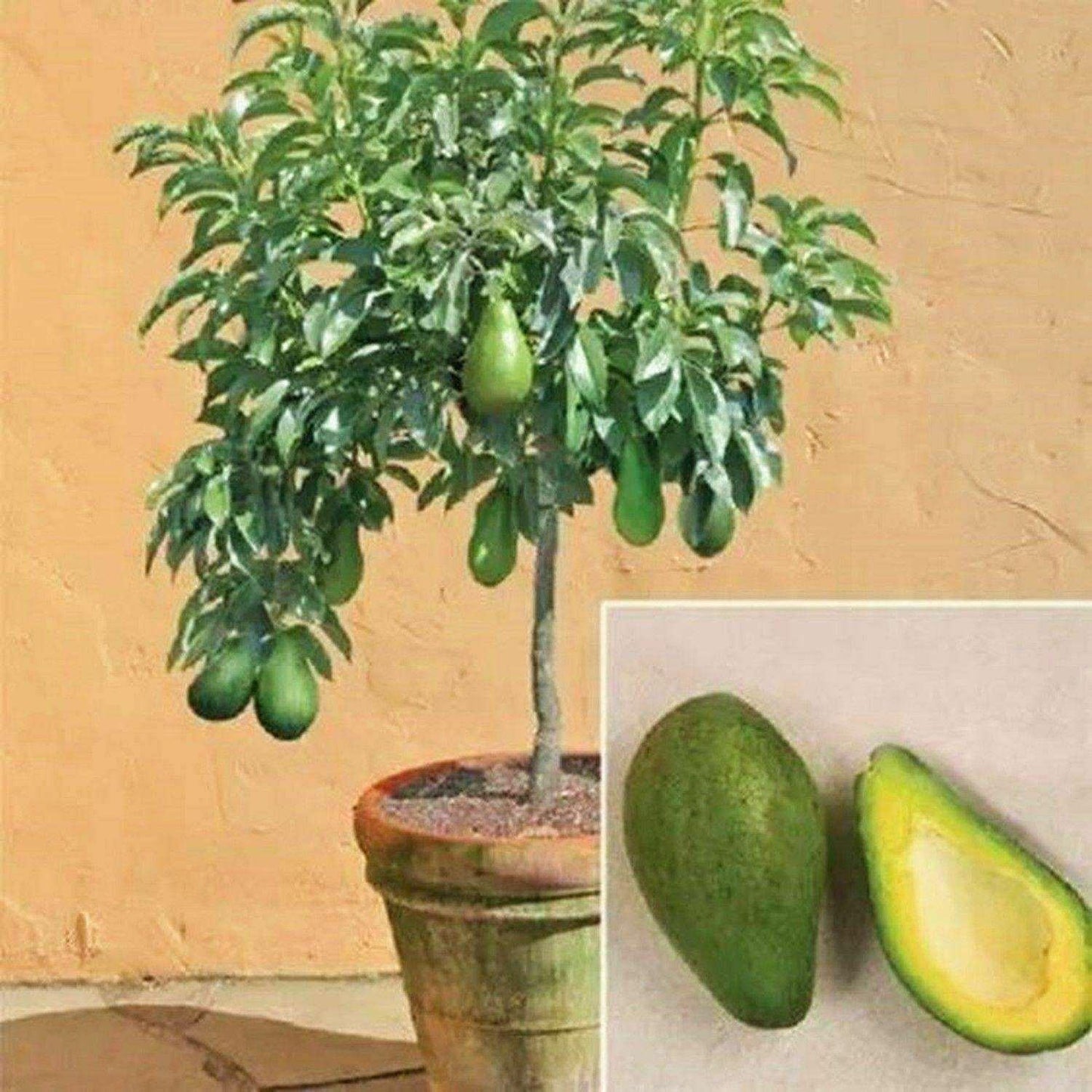 2 Avocado Seed - Seed World