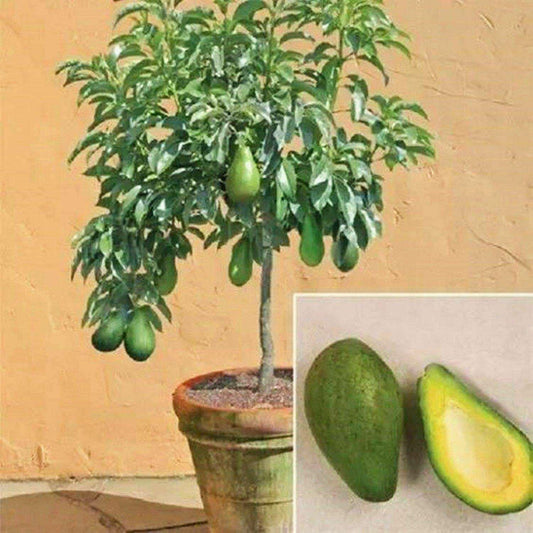 2 Avocado Seed - Seed World