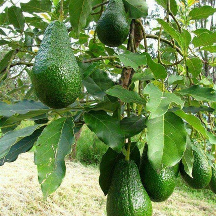 2 Avocado Seed - Seed World