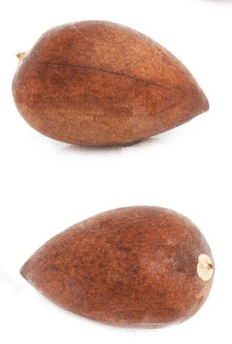 2 Avocado Seed - Seed World