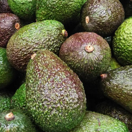 2 Avocado Seed - Seed World