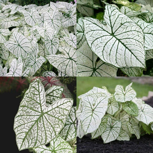 2 Bulb Caladium Fancy Leaf 'Candidum' | Angel Wings | Elephant's Ears | Malanga - Seed World