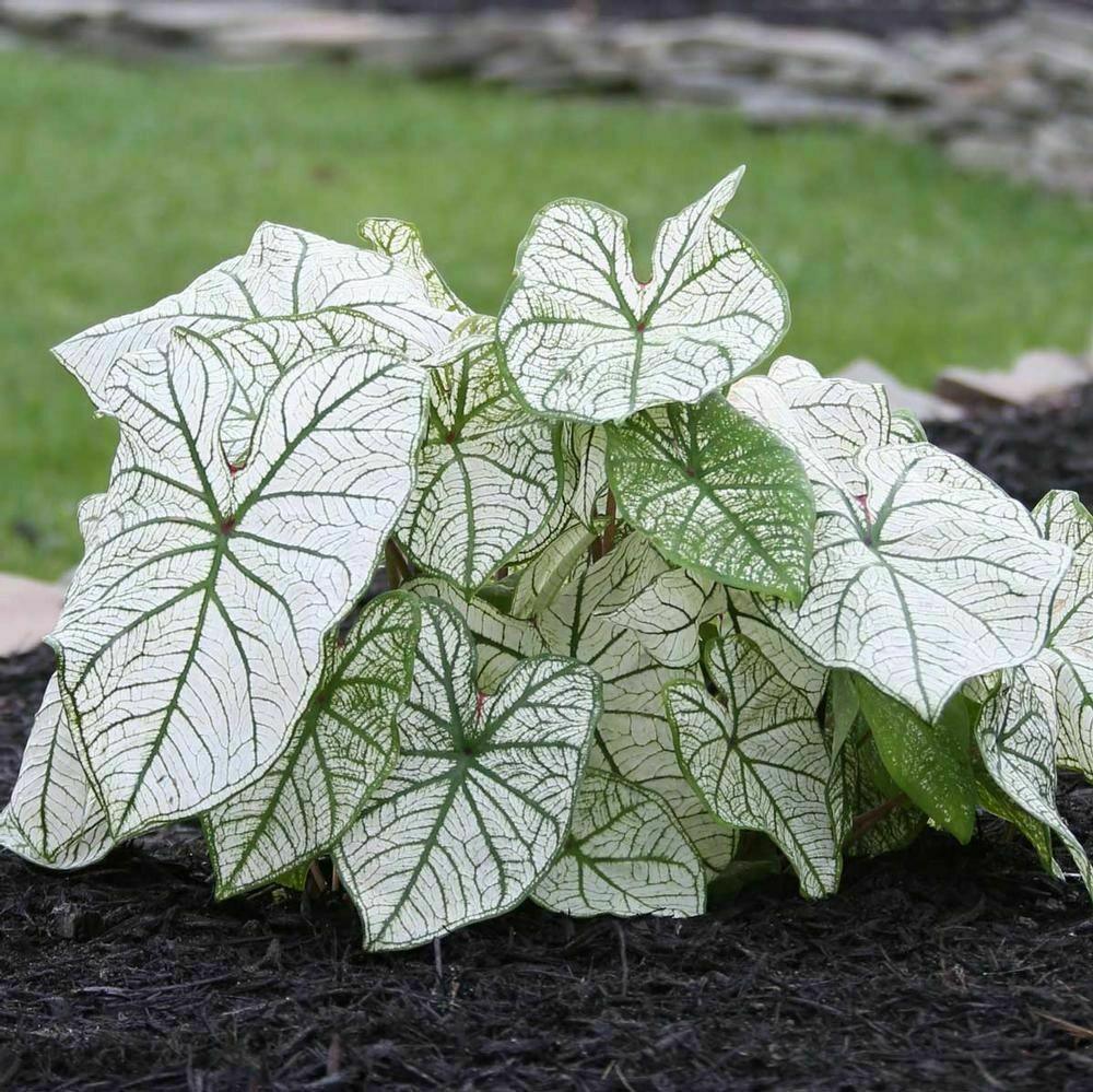 2 Bulb Caladium Fancy Leaf 'Candidum' | Angel Wings | Elephant's Ears | Malanga - Seed World