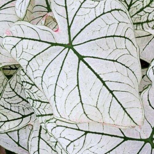 2 Bulb Caladium Fancy Leaf 'Candidum' | Angel Wings | Elephant's Ears | Malanga - Seed World