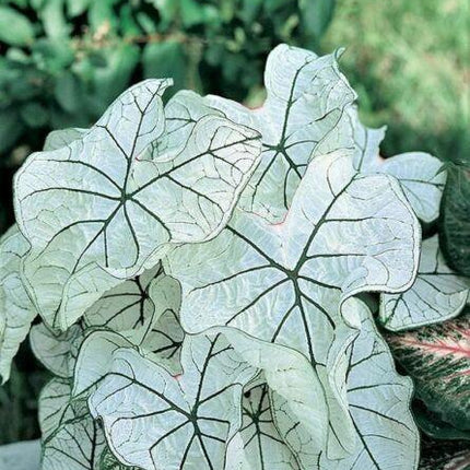 2 Bulb Caladium Fancy Leaf 'Candidum' | Angel Wings | Elephant's Ears | Malanga - Seed World