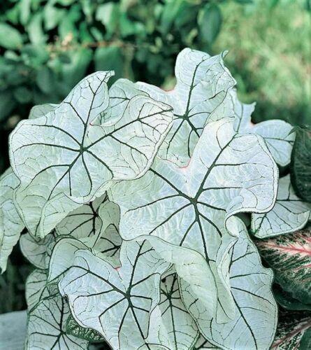 2 Bulb Caladium Fancy Leaf 'Candidum' | Angel Wings | Elephant's Ears | Malanga - Seed World