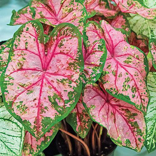 2 Bulbs Caladium Fancy Leaf 'Carolyn Whorton' | Dark Green Leaves Are Splashed - Seed World