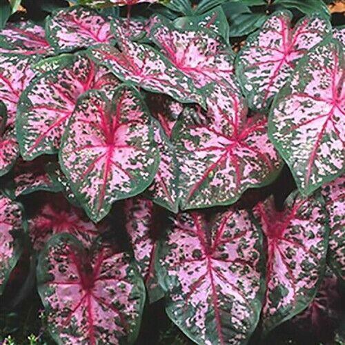 2 Bulbs Caladium Fancy Leaf 'Carolyn Whorton' | Dark Green Leaves Are Splashed - Seed World