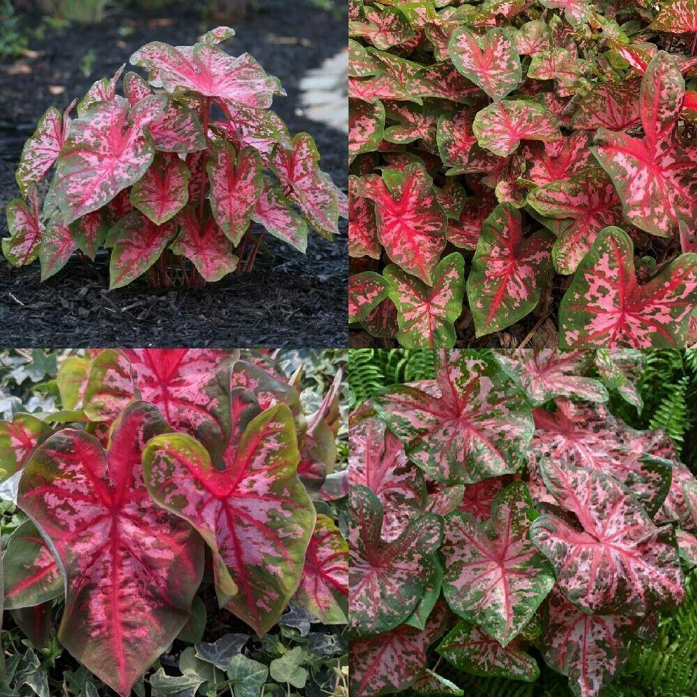 2 Bulbs Caladium Fancy Leaf 'Carolyn Whorton' | Dark Green Leaves Are Splashed - Seed World