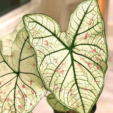2 Bulbs Caladium Fancy Leaf 'Cranberry Star', Angel Wings, Elephant's Ears - Seed World