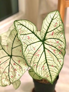 2 Bulbs Caladium Fancy Leaf 'Cranberry Star', Angel Wings, Elephant's Ears - Seed World