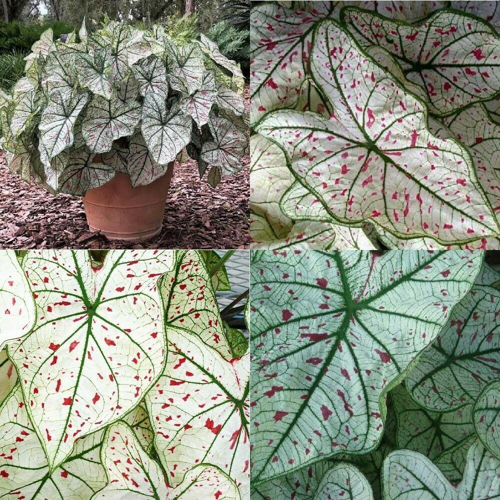 2 Bulbs Caladium Fancy Leaf 'Cranberry Star', Angel Wings, Elephant's Ears - Seed World
