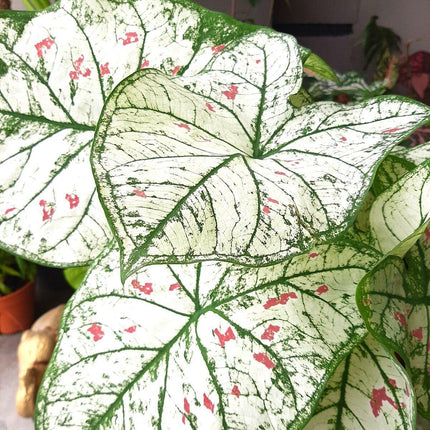 2 Bulbs Caladium Fancy Leaf 'Cranberry Star', Angel Wings, Elephant's Ears - Seed World